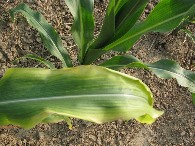 葉綠素含量測定儀可增加氮肥利用率 葉綠素含量測定儀可增加氮肥利用率