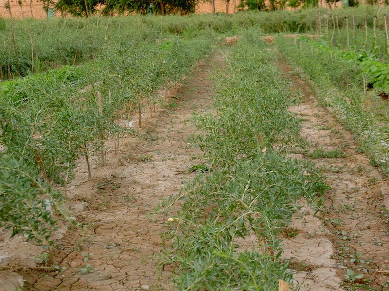 土壤墑情監測儀實現科學助農 土壤墑情監測儀實現科學助農