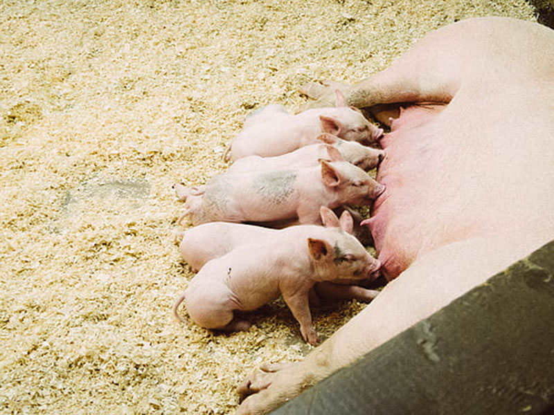 動物疫病快速診斷儀快速、安全、便攜