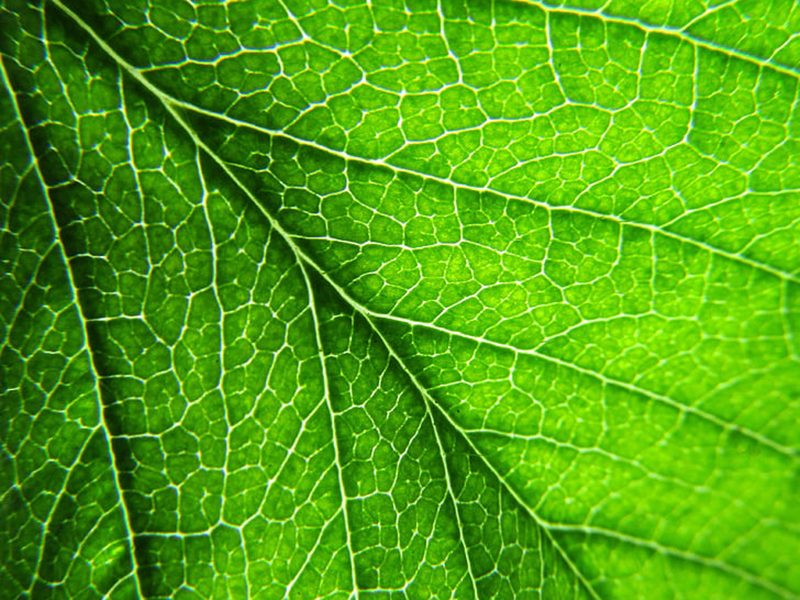 葉綠素含量測量儀為指導(dǎo)農(nóng)戶合理施肥