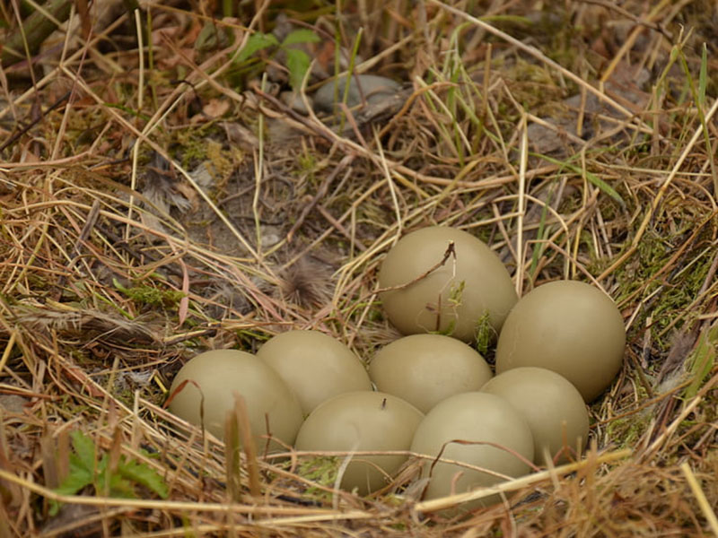雞蛋藥物殘留檢測儀可測定雞蛋中青霉素含量