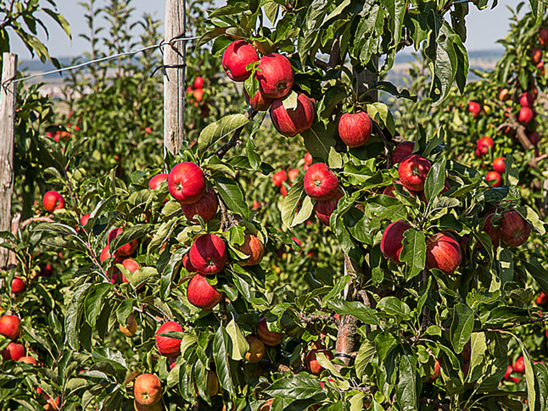 高智能土壤養(yǎng)分檢測(cè)儀輔助果園管理 高智能土壤養(yǎng)分檢測(cè)儀輔助果園管理