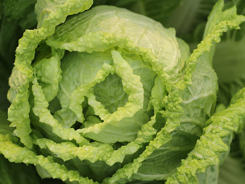 怎樣可以檢測小白菜中農藥殘留是否超標？