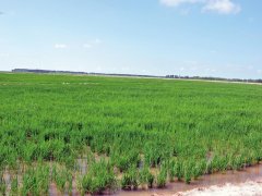 土壤養分快速測試儀助力土壤施肥