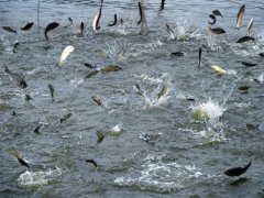水產養殖水質檢測儀，為漁業提供有效地水質分析