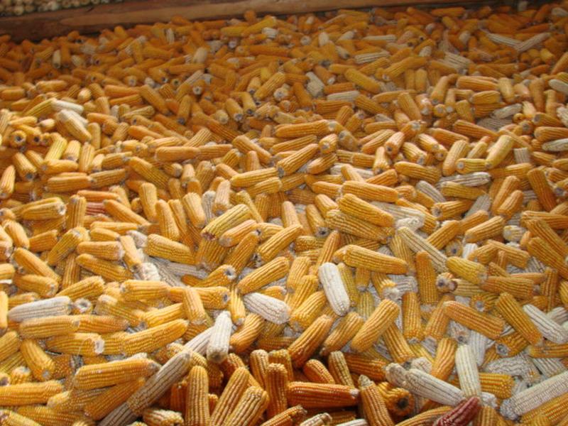 糧食的水分含量,對存儲糧食有什么影響 糧食的水分含量,對存儲糧食有什么影響