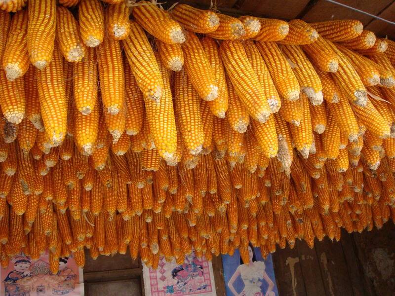 糧食安全檢測儀,可檢測糧食中是否含有大米增白劑 糧食安全檢測儀,可檢測糧食中是否含有大米增白劑