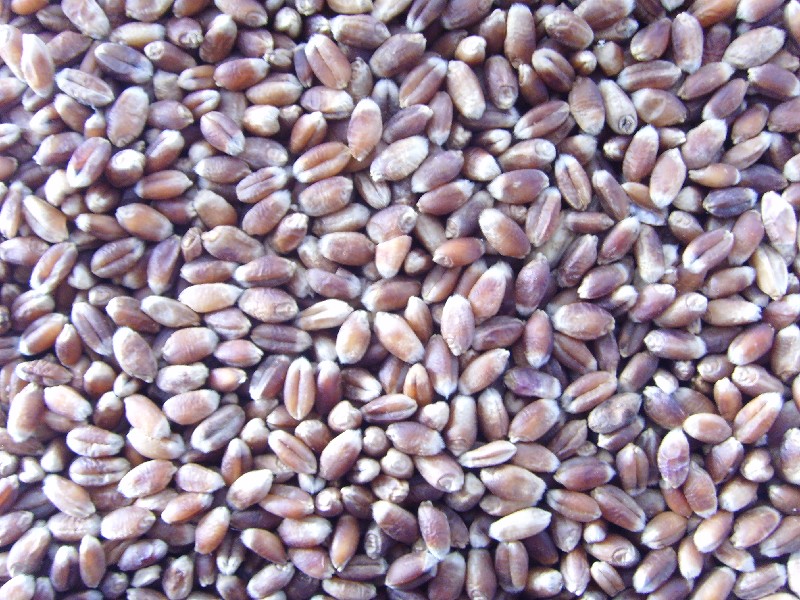 怎樣得知小麥中是否含有重金屬 怎樣得知小麥中是否含有重金屬