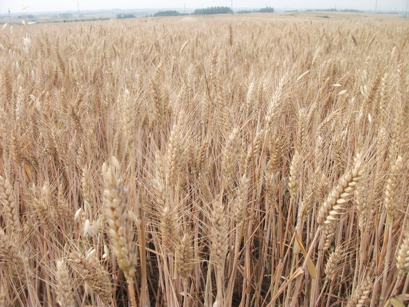 小麥中會(huì)含有多少黃曲霉素 小麥中會(huì)含有多少黃曲霉素