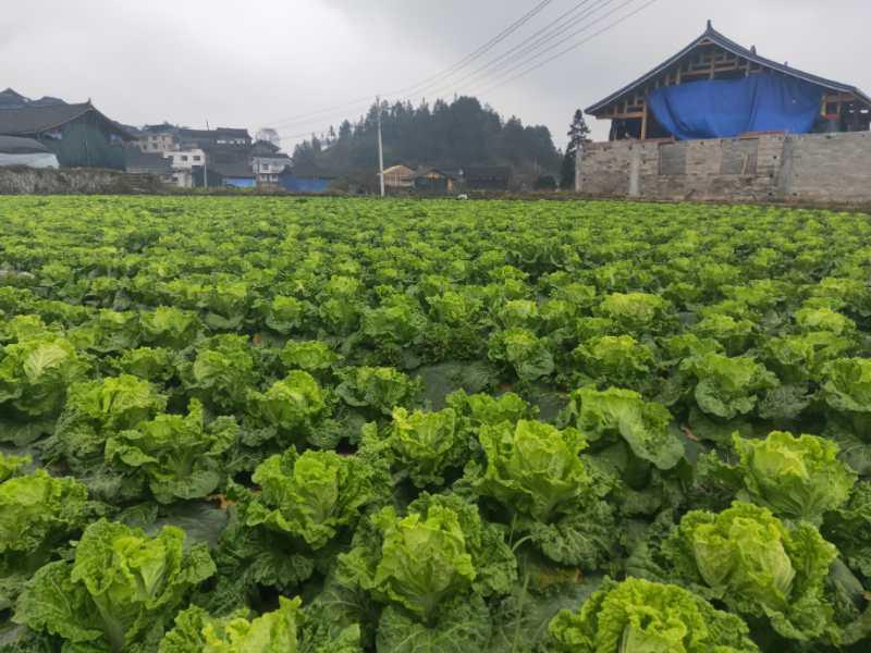 便攜式植物營(yíng)養(yǎng)測(cè)定儀，對(duì)農(nóng)業(yè)種植有什么幫助