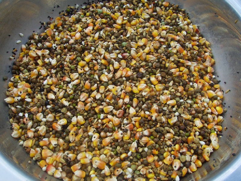 真菌毒素對人和動物有極大的危害 真菌毒素對人和動物有極大的危害