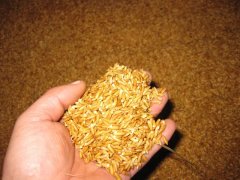 糧食中的真菌毒素怎么檢測(cè)？